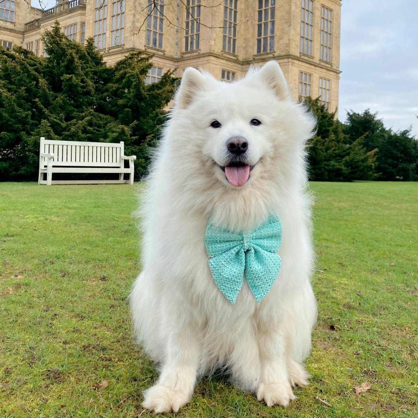 Mint Green Dog Bow for Spring and Easter: Bowtie or Sailor Bow