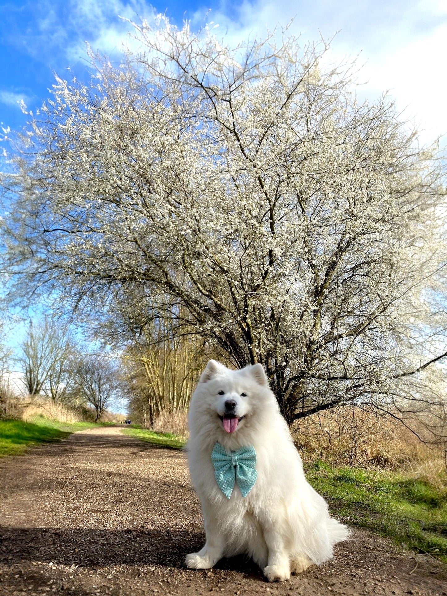 Mint Green Dog Bow for Spring and Easter: Bowtie or Sailor Bow