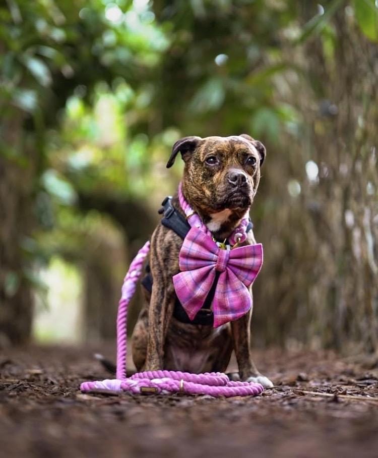 Pink Tartan Dog Bow for Valentine's Day: Bow Tie or Sailor Bow