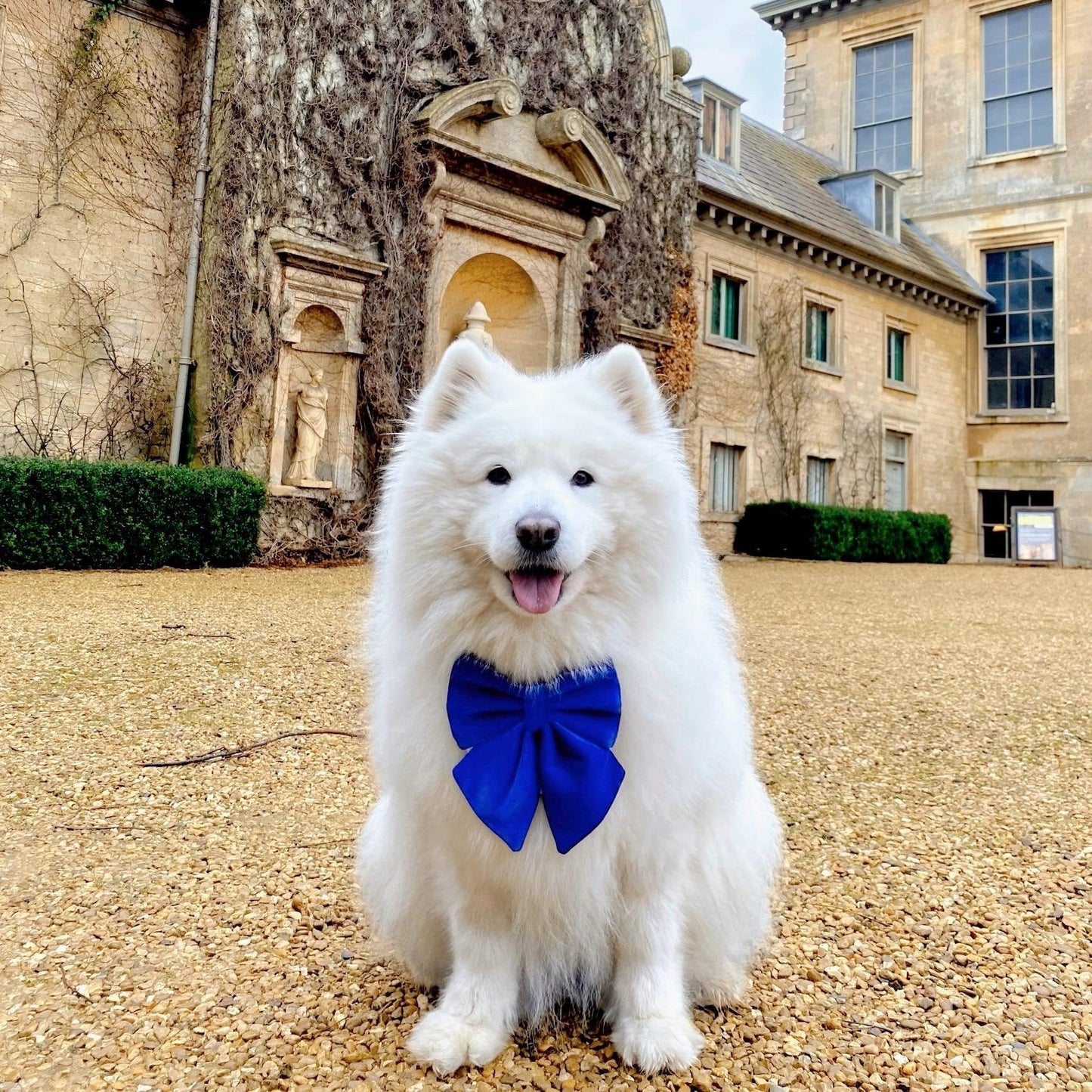 Royal blue Velvet dog bow, available in sailor bow and bow tie style, perfect pet bow for Christmas, New Year, Wedding