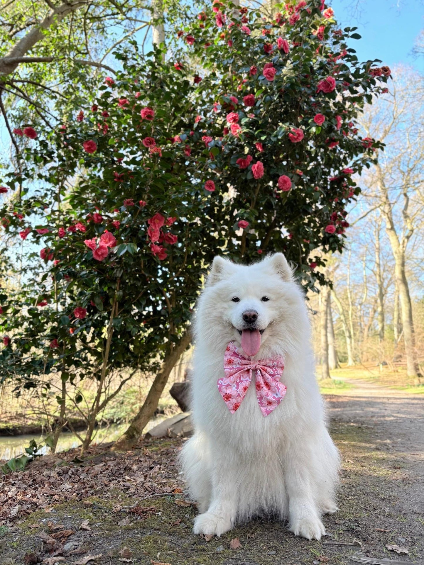 Pink Dahlia Flowers Dog Bow, Pink Floral Dog Bow, Available in Sailor bow and Bow Tie Style, Spring and Summer Dog Bow, Big Dog Bows