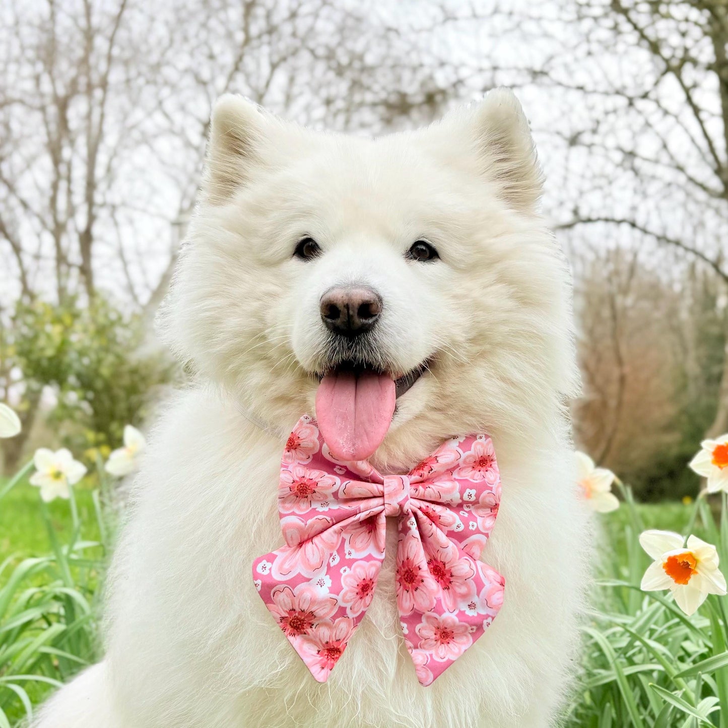 Pink Dahlia Flowers Dog Bow, Pink Floral Dog Bow, Available in Sailor bow and Bow Tie Style, Spring and Summer Dog Bow, Big Dog Bows
