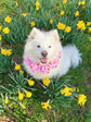 Pink Dahlia Flower Dog Bandana
