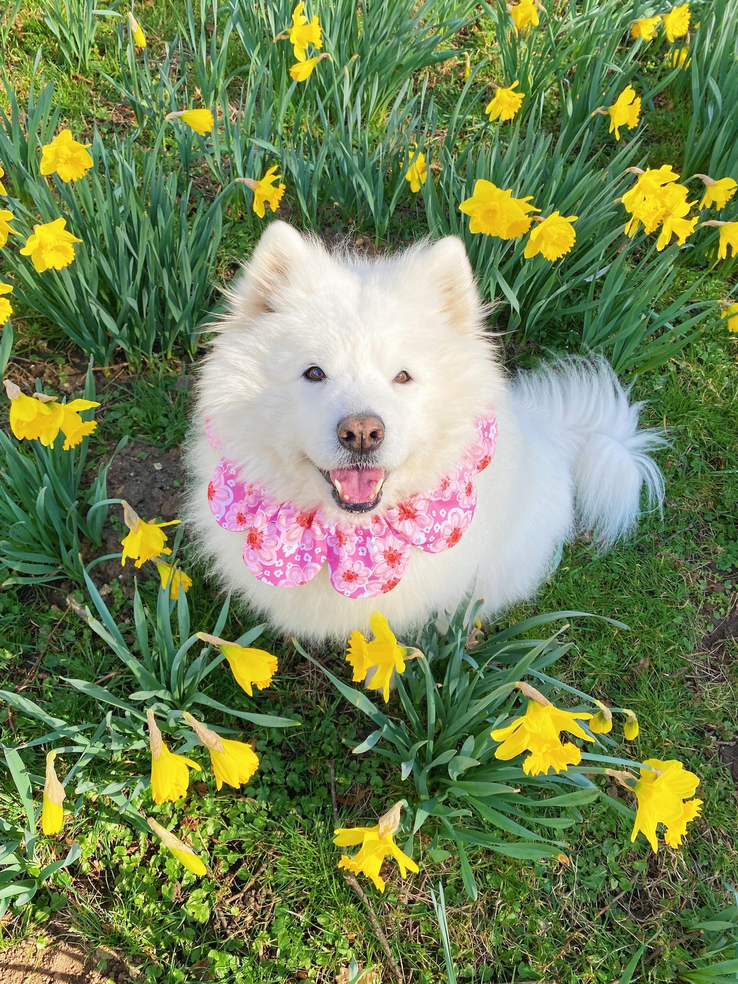 Pink Dahlia Flower Dog Bandana