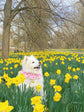 Pink Dahlia Flower Dog Bandana
