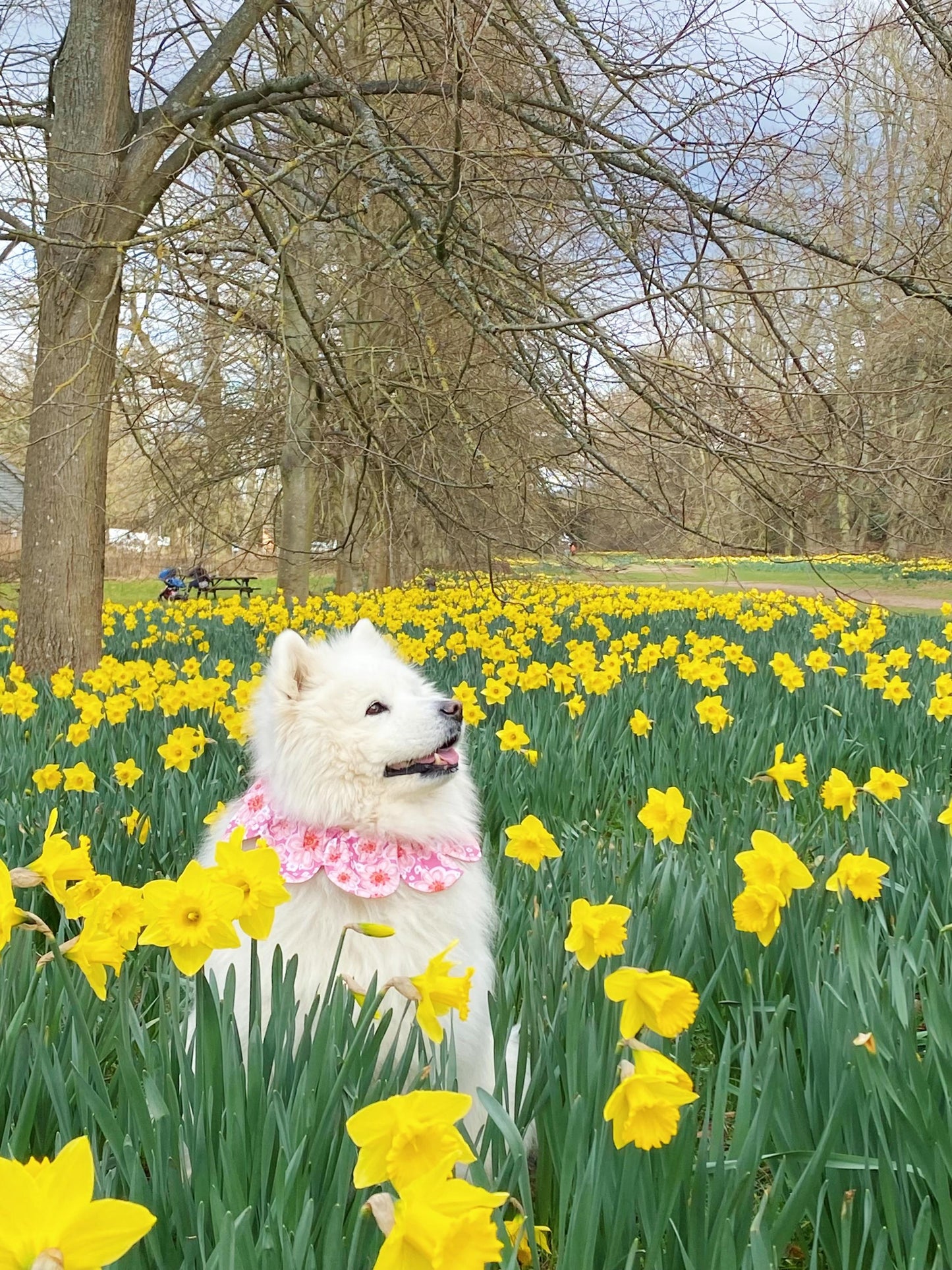 Pink Dahlia Flower Dog Bandana