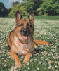 Spring Daisy Flower Dog Bandana