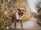 Spring Daisy Flower Dog Bandana