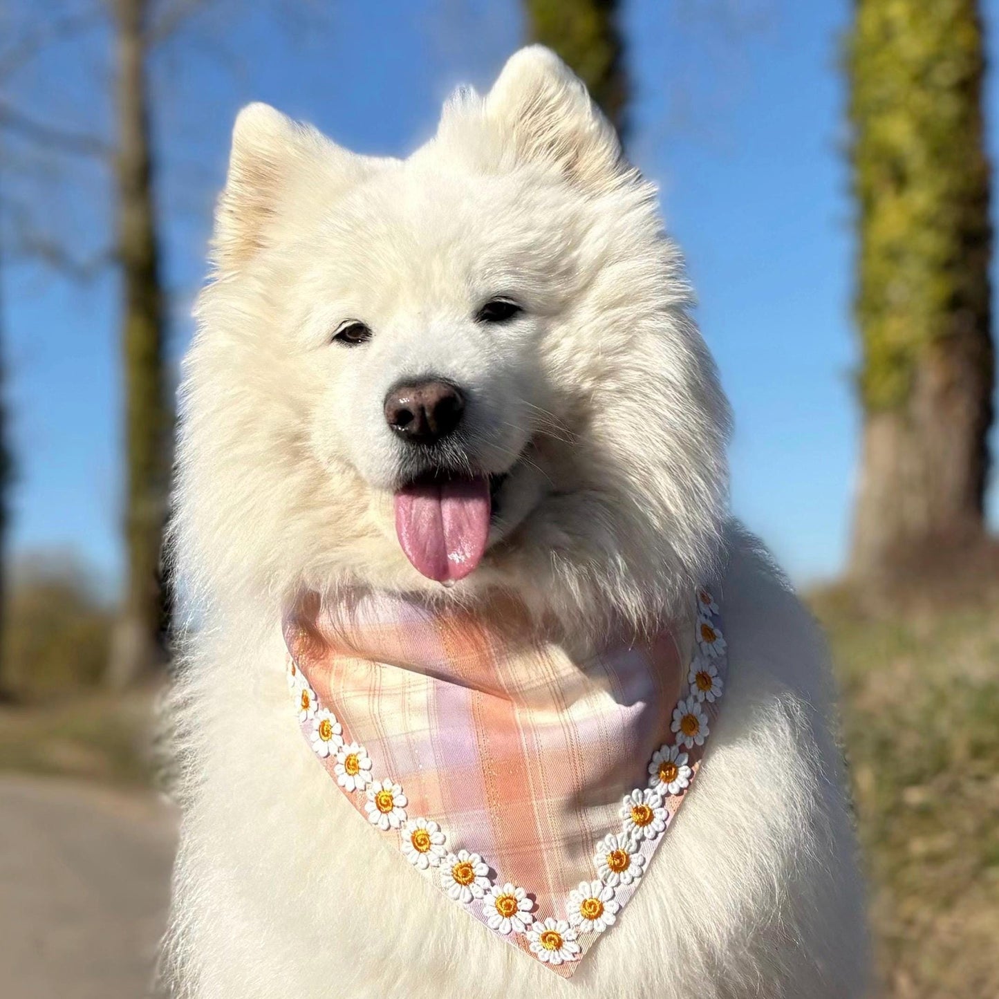 Spring Daisy Flower Dog Bandana