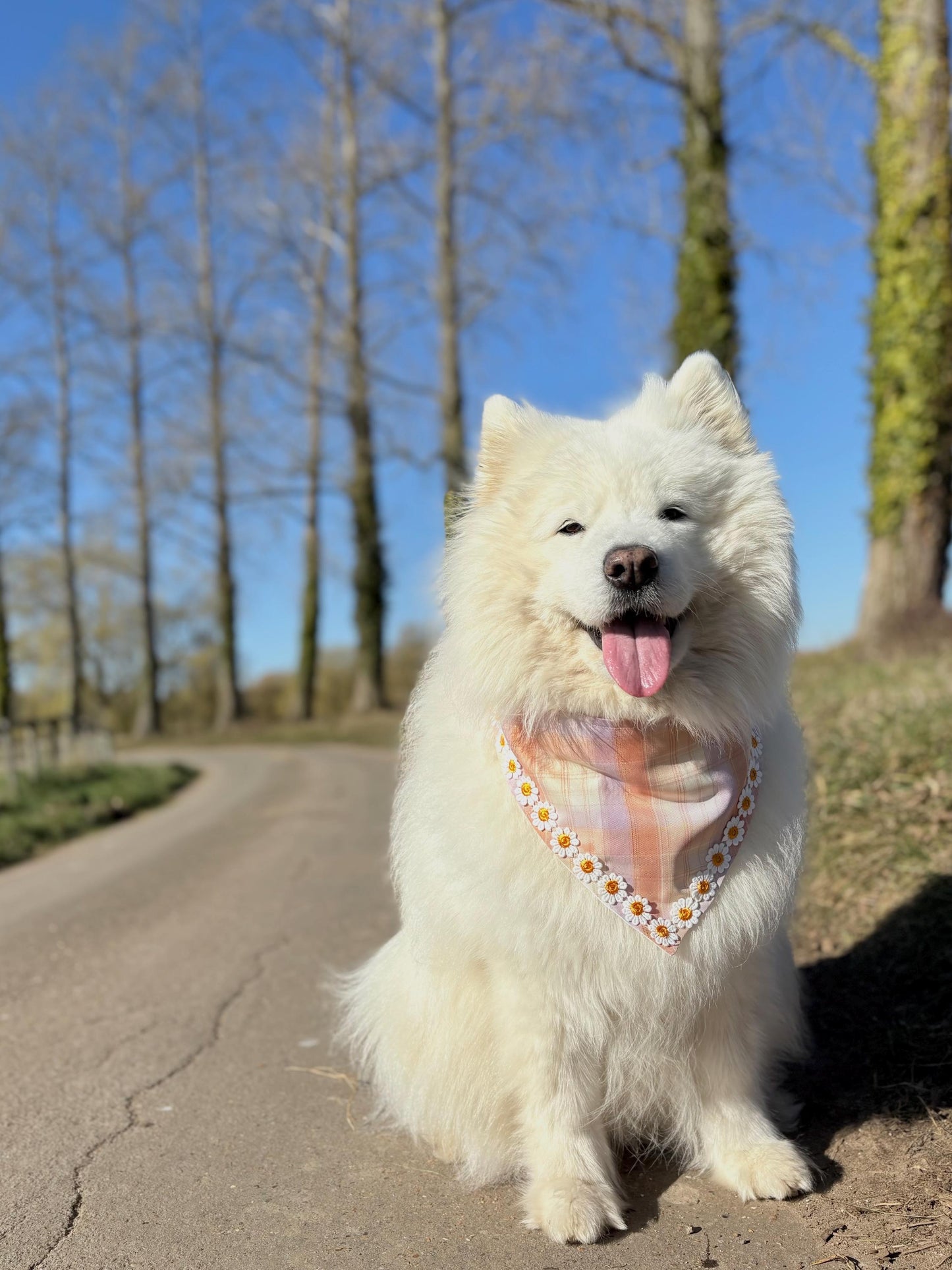 Spring Daisy Flower Dog Bandana