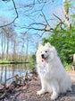 Flower Blossom Dog Sailor Bow – Dog Collar Bow – Handcrafted in the UK