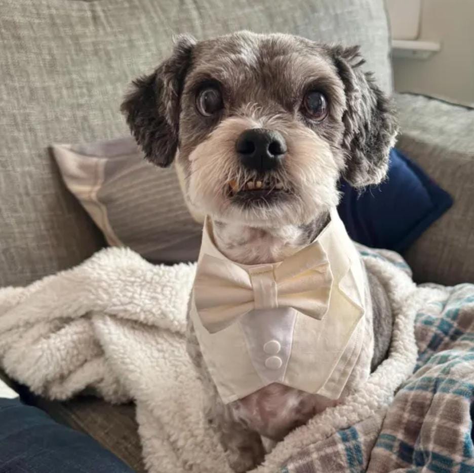 Cream Wedding Dog Tuxedo Bandana, Ring Bearer Pet Suit