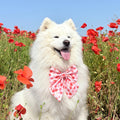 Pink Poppy Flower Dog Bow, Available in Bow Tie and Sailor Bow Styles