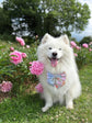 Summer Garden dog bow, Pastel Garden Dog Bow, available in sailor bow and bow tie styles, perfect for spring and summer