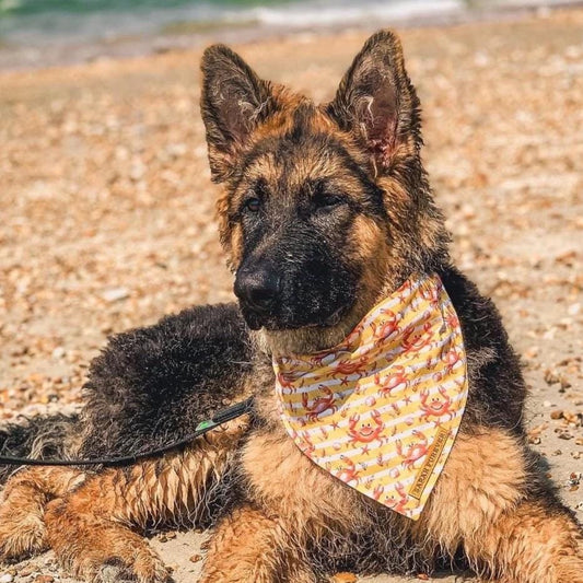 Yellow Summer Crabs Adjustable Dog bandana