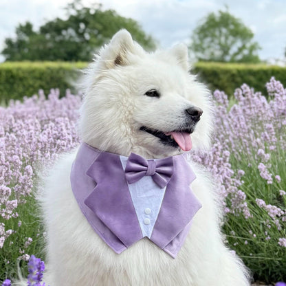 Lavender Purple Wedding Dog Tuxedo Bandana, Pet Ring Bearer Outfit