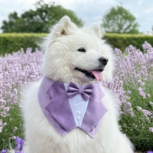 Lavender Purple Wedding Dog Tuxedo Bandana, Pet Ring Bearer Outfit