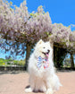 Summer Garden dog bow, Pastel Garden Dog Bow, available in sailor bow and bow tie styles, perfect for spring and summer
