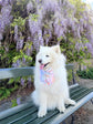 Summer Garden dog bow, Pastel Garden Dog Bow, available in sailor bow and bow tie styles, perfect for spring and summer