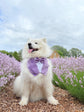 Lavender Purple Wedding Dog Tuxedo Bandana, Pet Ring Bearer Outfit