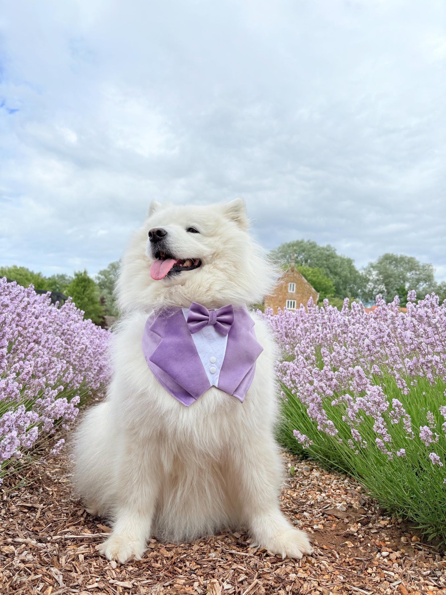 Lavender Purple Wedding Dog Tuxedo Bandana, Pet Ring Bearer Outfit