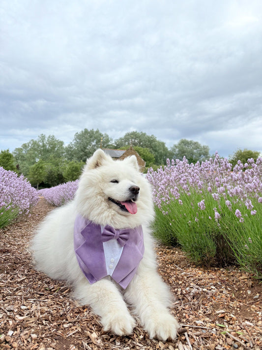 Lavender Purple Wedding Dog Tuxedo Bandana, Pet Ring Bearer Outfit