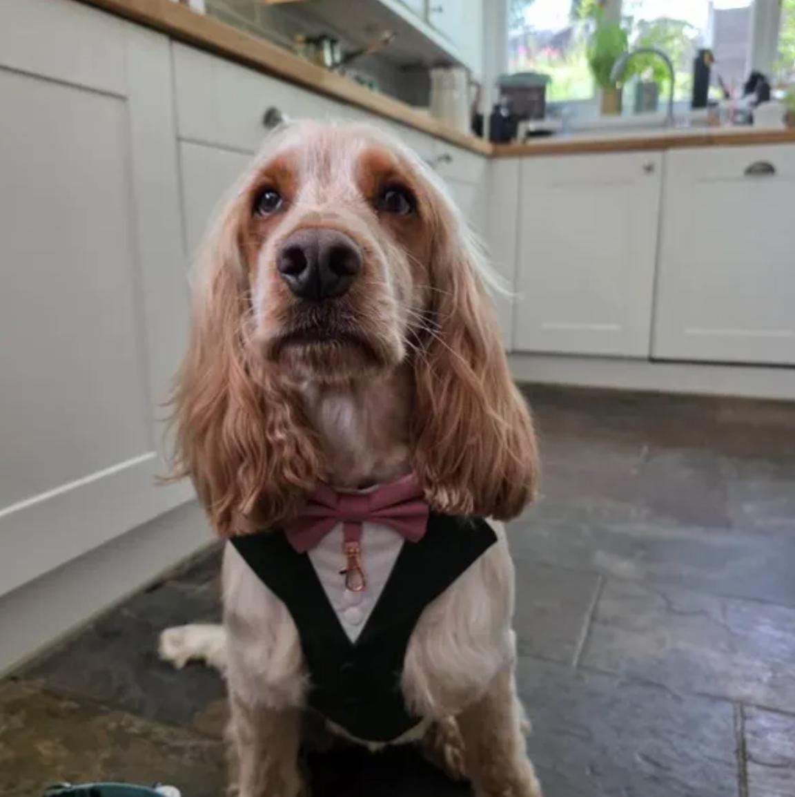 Bespoke Sage Green Wedding Suit for Dogs: Tuxedo Harness