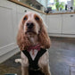 Bespoke Dog Wedding Tuxedo Harness: Dark Green Formal Suit for Dog of Honour