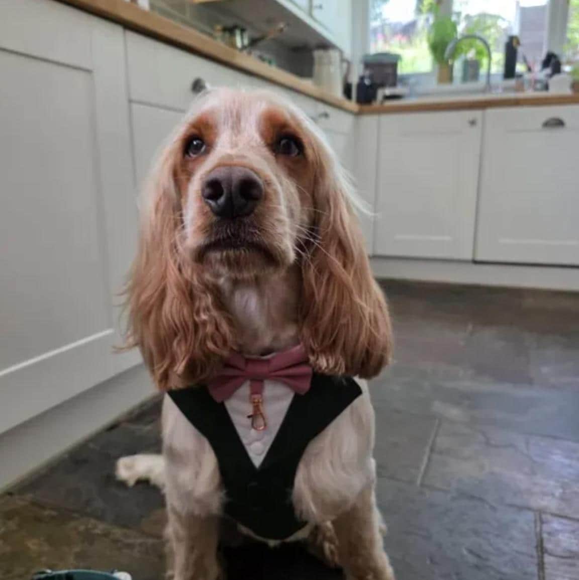 Bespoke Burgundy Red Formal Dog Tuxedo Harness: Custom Wedding Attire for Dogs