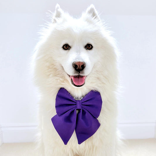 Purple Dog Bow, Available in Sailor bow and Bow Tie Style, Violet Dog Collar and Bow set, luxurious dog bow, optional with collar