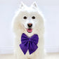 Purple Dog Bow, Available in Sailor bow and Bow Tie Style, Violet Dog Collar and Bow set, luxurious dog bow, optional with collar