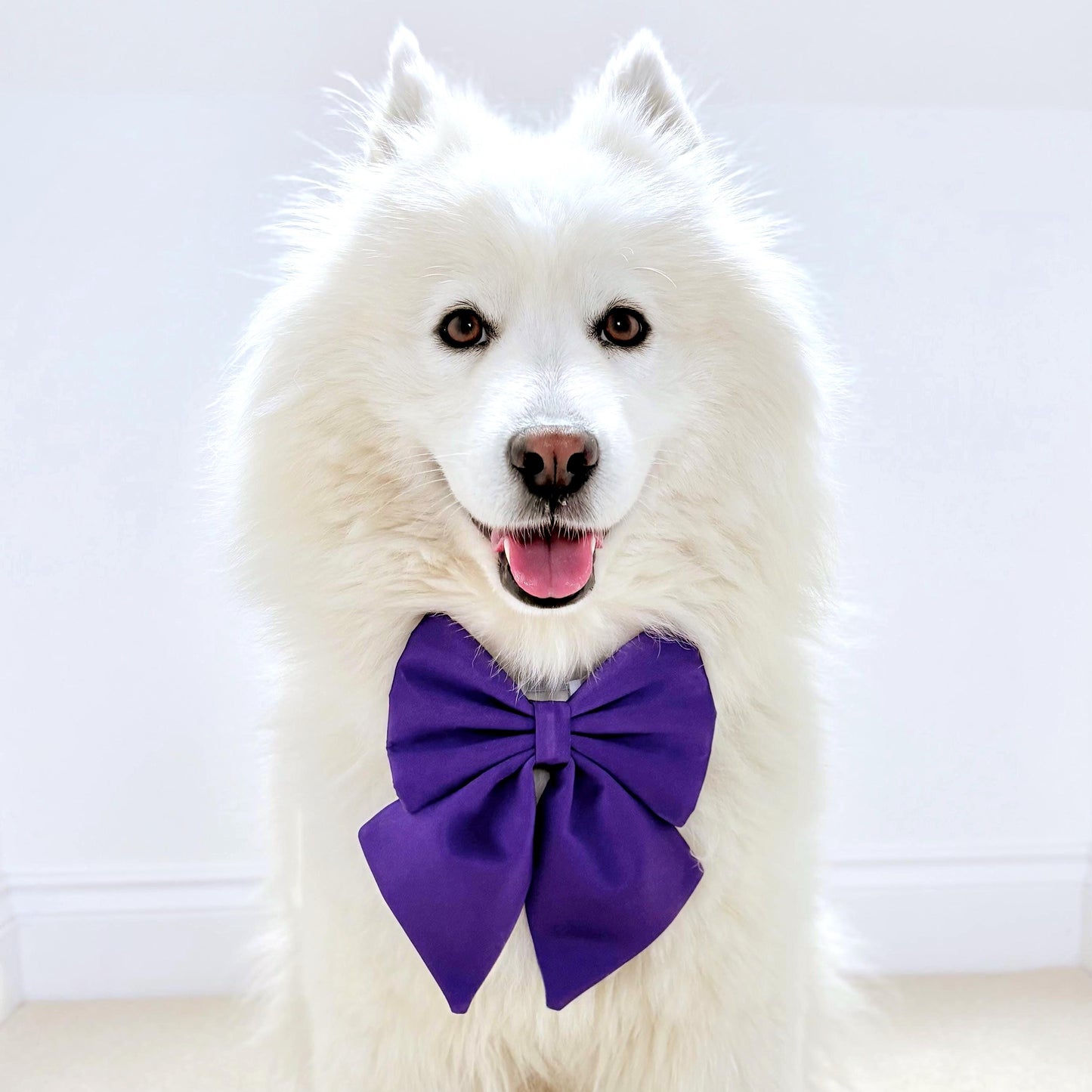 Purple Dog Bow, Available in Sailor bow and Bow Tie Style, Violet Dog Collar and Bow set, luxurious dog bow, optional with collar