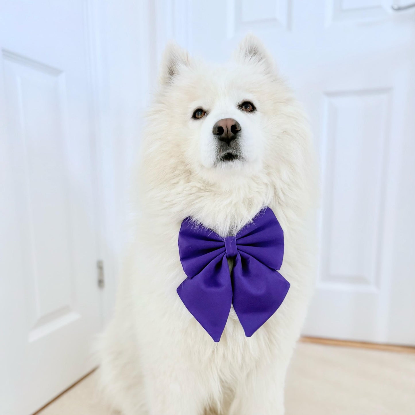 Purple Dog Bow, Available in Sailor bow and Bow Tie Style, Violet Dog Collar and Bow set, luxurious dog bow, optional with collar