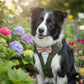 Olive Green Dog Tuxedo Harness: Made-to-measure Formal Wedding Outfit
