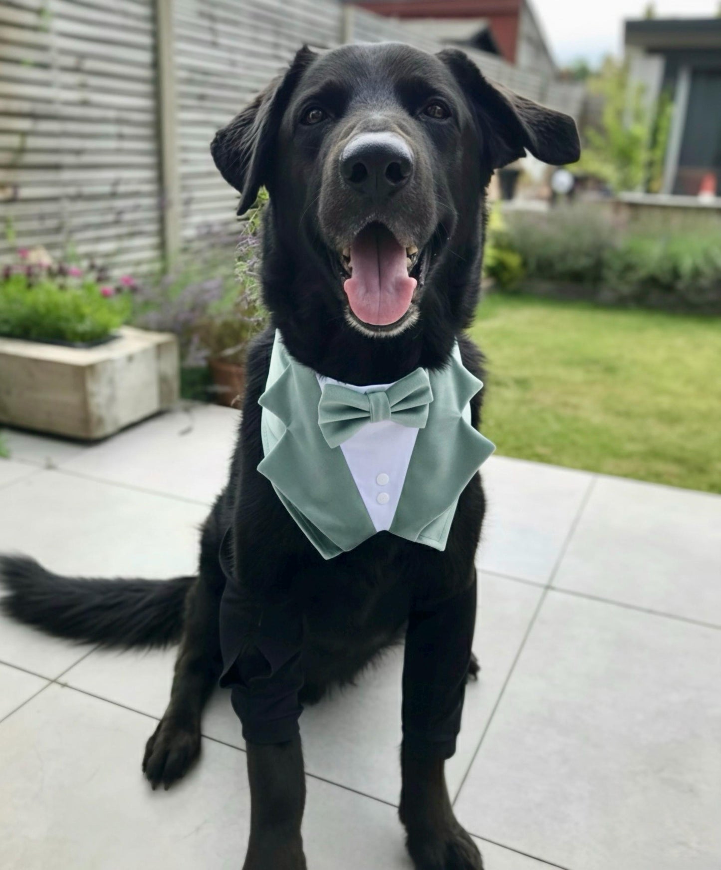 Sage Velvet Wedding Dog Tuxedo Bandana, Pet Ring Bearer Outfit