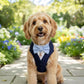 Navy Blue Dog Tuxedo Harness: Bespoke Pet Wedding Attire for Ring Bearer