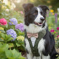 Olive Green Dog Tuxedo Harness: Made-to-measure Formal Wedding Outfit
