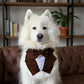 Dark Brown Dog Tuxedo Bandana: Wedding Ring Bearer Outfit