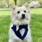 Navy Blue Wedding Dog Tuxedo Bandana: Handmade Pet Ring Bearer Outfit