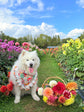 Dahlia Flower Dog Bandana with Ruffles