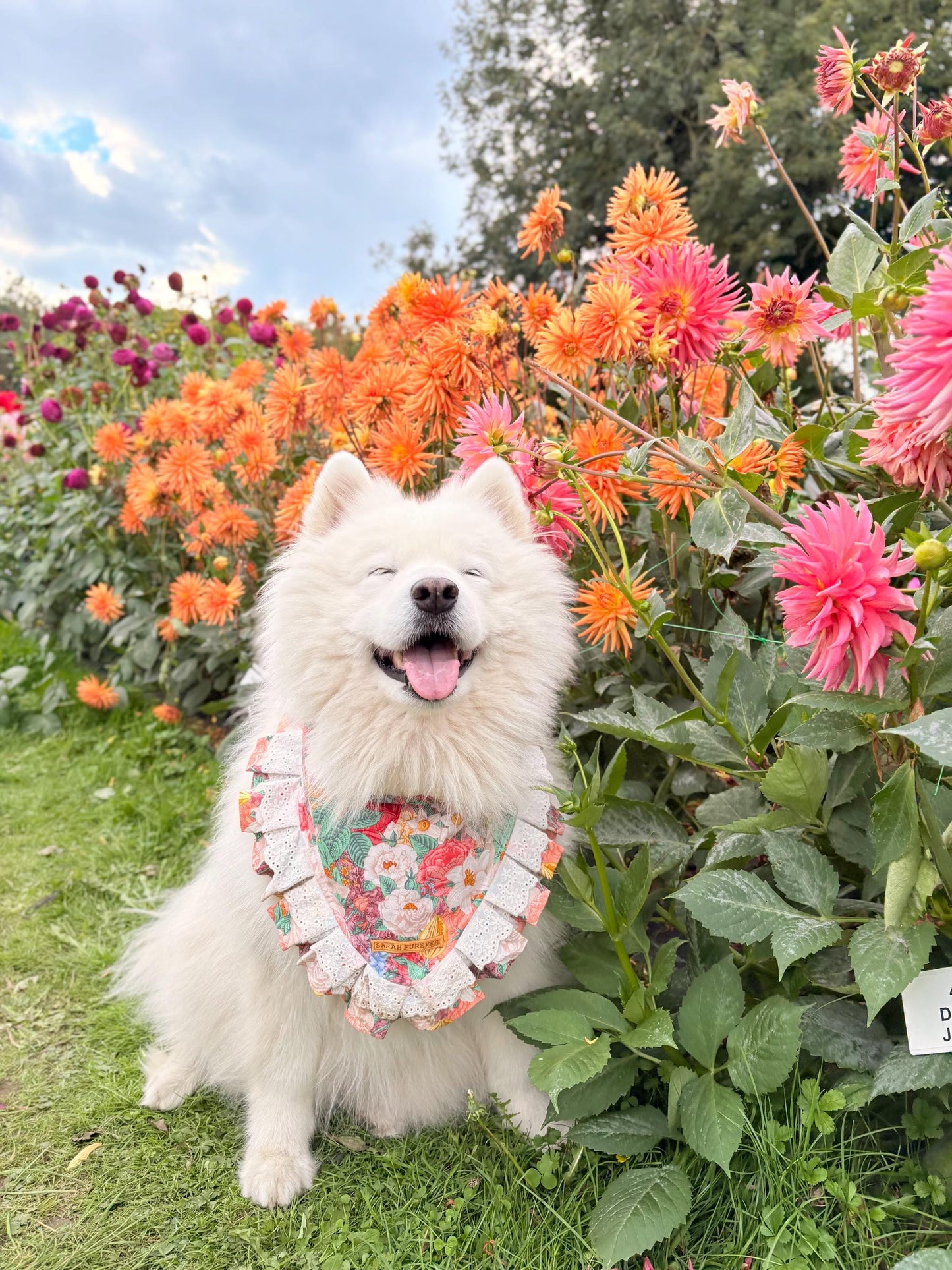 Dahlia Flower Dog Bandana with Ruffles