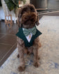 Bespoke Terracotta Dog Tuxedo Harness: Outfit for Dog Ring Bearer