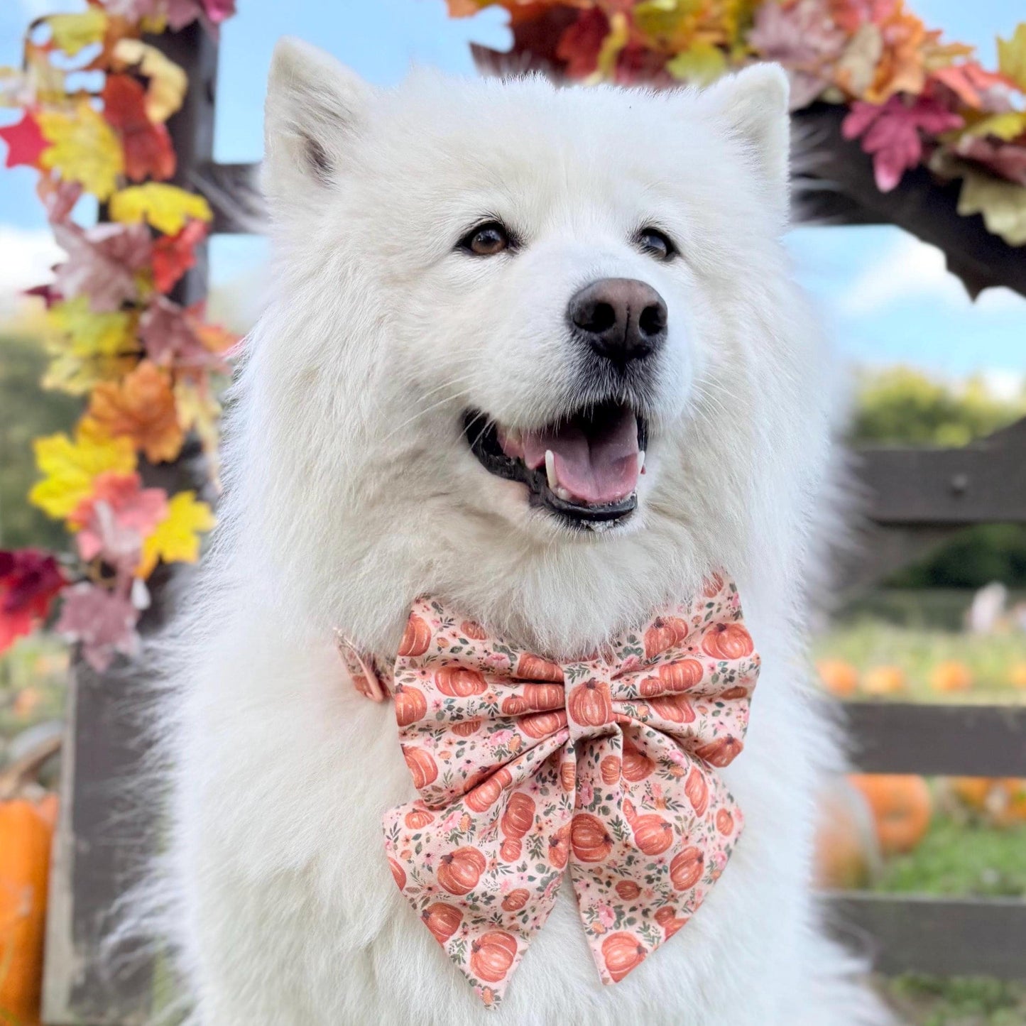 Autumn Pumpkin Patch Dog Bow, Available in Sailor Bow and Bow Tie Style