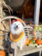 Halloween Jack O’Lantern Pumpkin Dog Bandana with Orange Ruffles