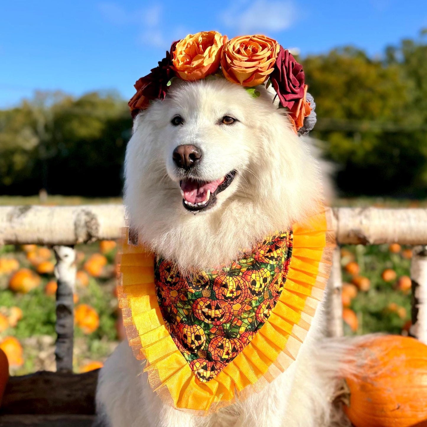 Halloween Jack O’Lantern Pumpkin Dog Bandana with Orange Ruffles