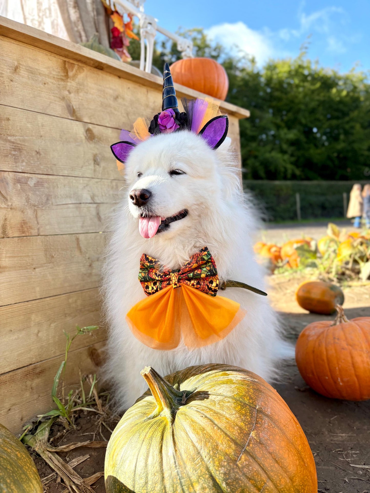 Spooky Halloween Pumpkin Patch Dog Bow Sailor Bow