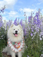 Dahlia Flower Dog Bandana with Ruffles