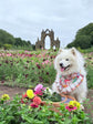 Dahlia Flower Dog Bandana with Ruffles