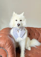 Light Grey Wedding Dog Bandana: Pet Ring Bearer Tuxedo Outfit