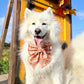 Autumn Pumpkin Patch Dog Bow, Available in Sailor Bow and Bow Tie Style